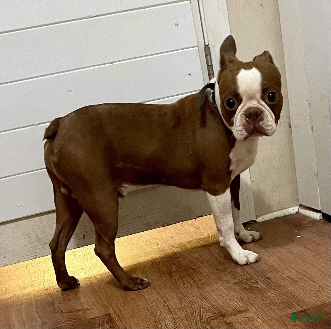 Boston Terrier dogs for sale: Zoey - Image 6