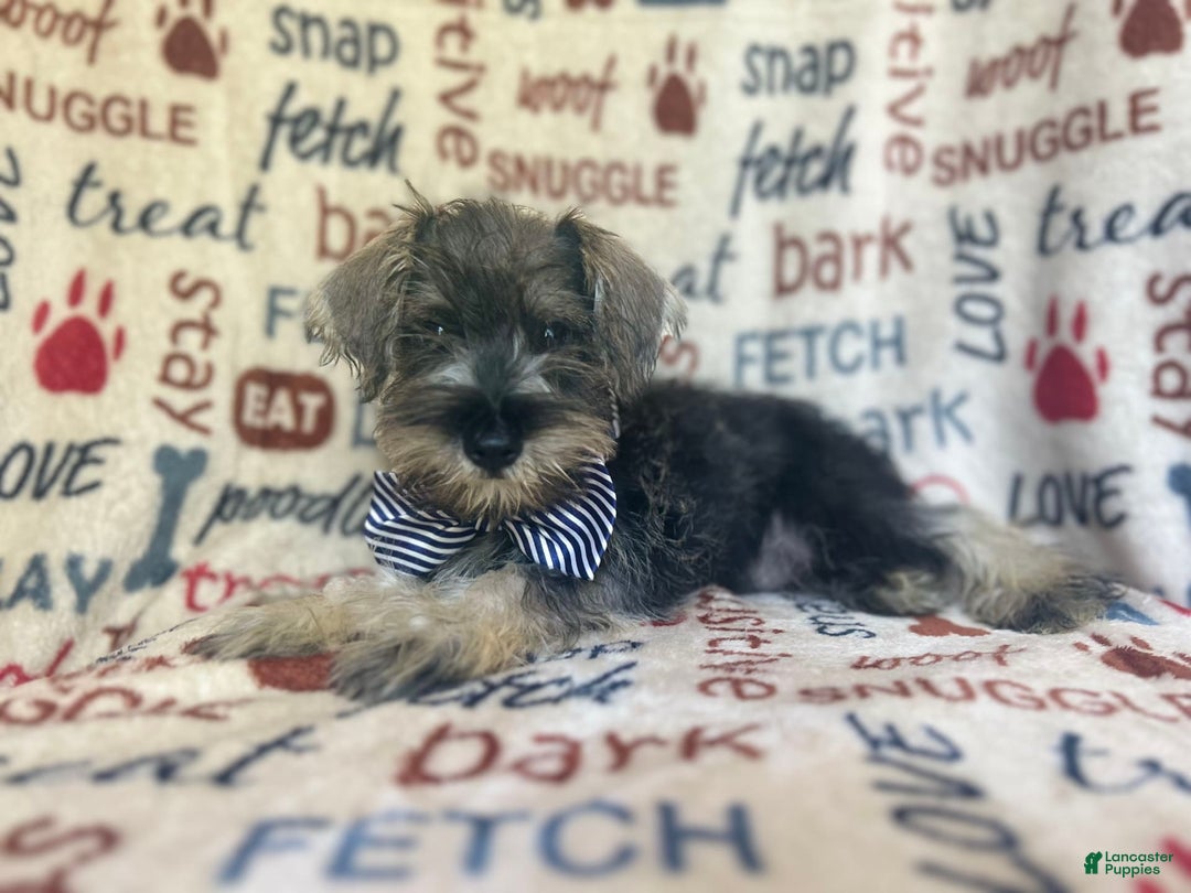 Miniature Schnauzer dogs for sale: Tex - Image 7