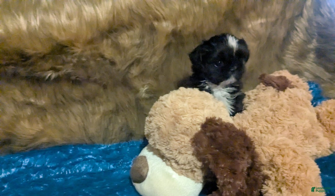 Shih Tzu dogs for sale: Tiny Jetta - Image 4