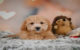 Bichpoo dogs for sale: Jessica - Image 8