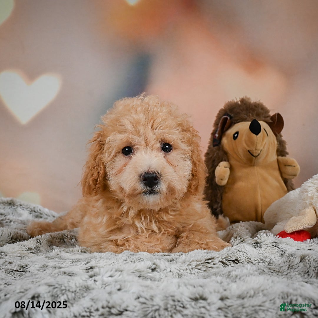 Bichpoo dogs for sale: Jessica - Image 8
