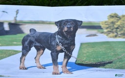 Rottweiler dogs for sale: Nutmeg - Image 7