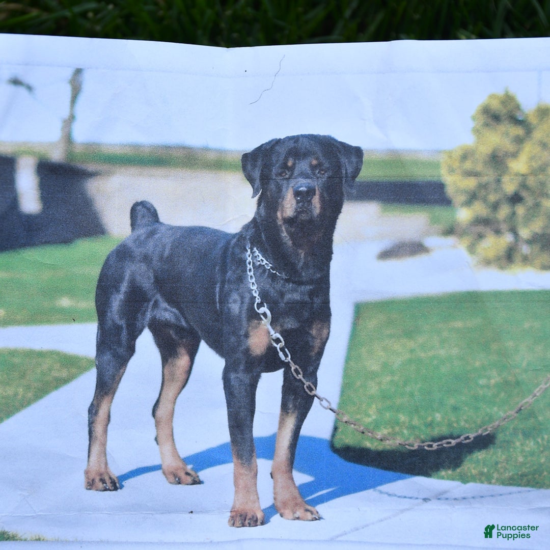 Rottweiler dogs for sale: Nutmeg - Image 7