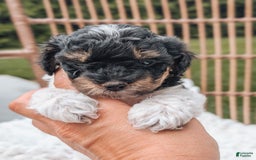Miniature Poodle dogs for sale: Onyx - Image 3