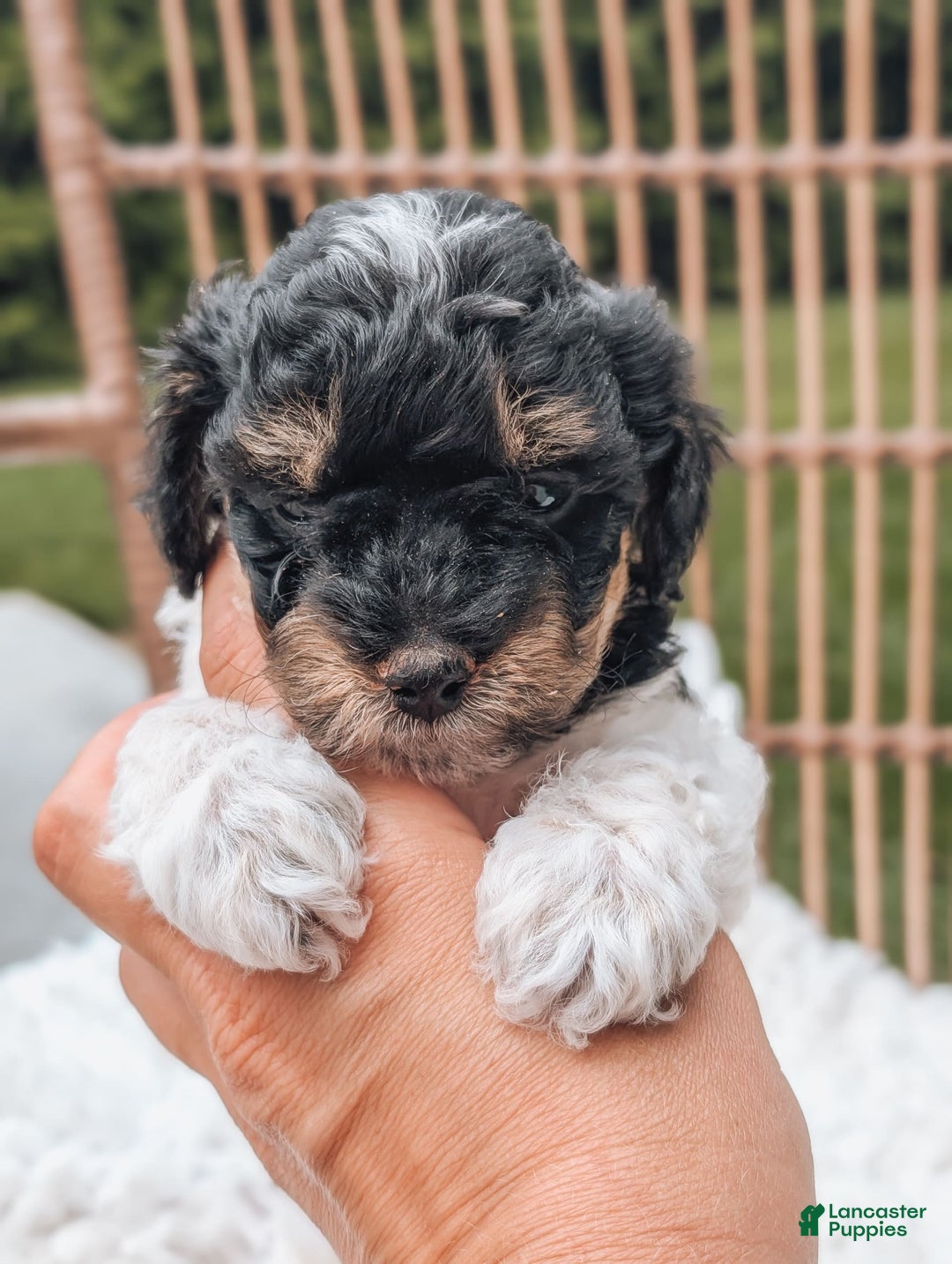 Miniature Poodle dogs for sale: Onyx - Image 3