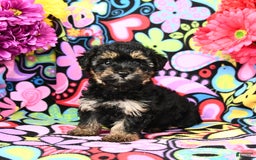 Yorkiepoo dogs for sale: Zoey - Image 5