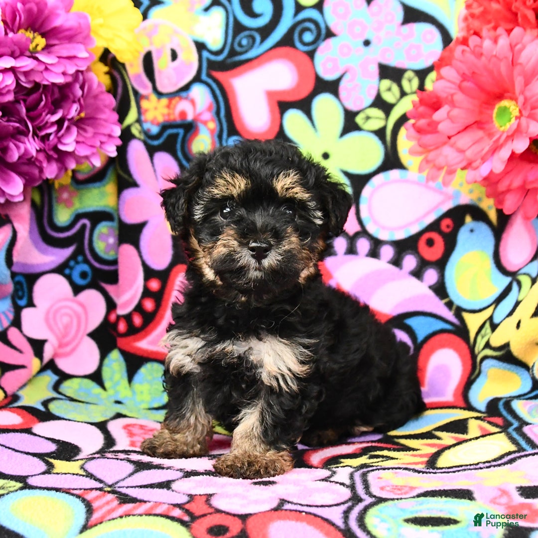 Yorkiepoo dogs for sale: Zoey - Image 5