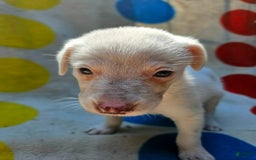 Border Collie dogs for sale: Hissy - Image 2