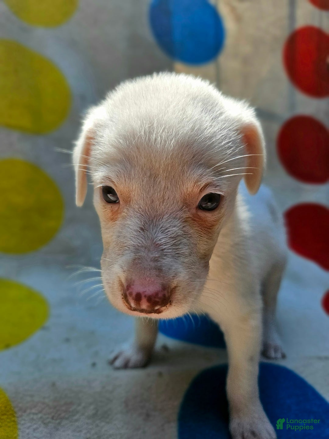 Border Collie dogs for sale: Hissy - Image 2