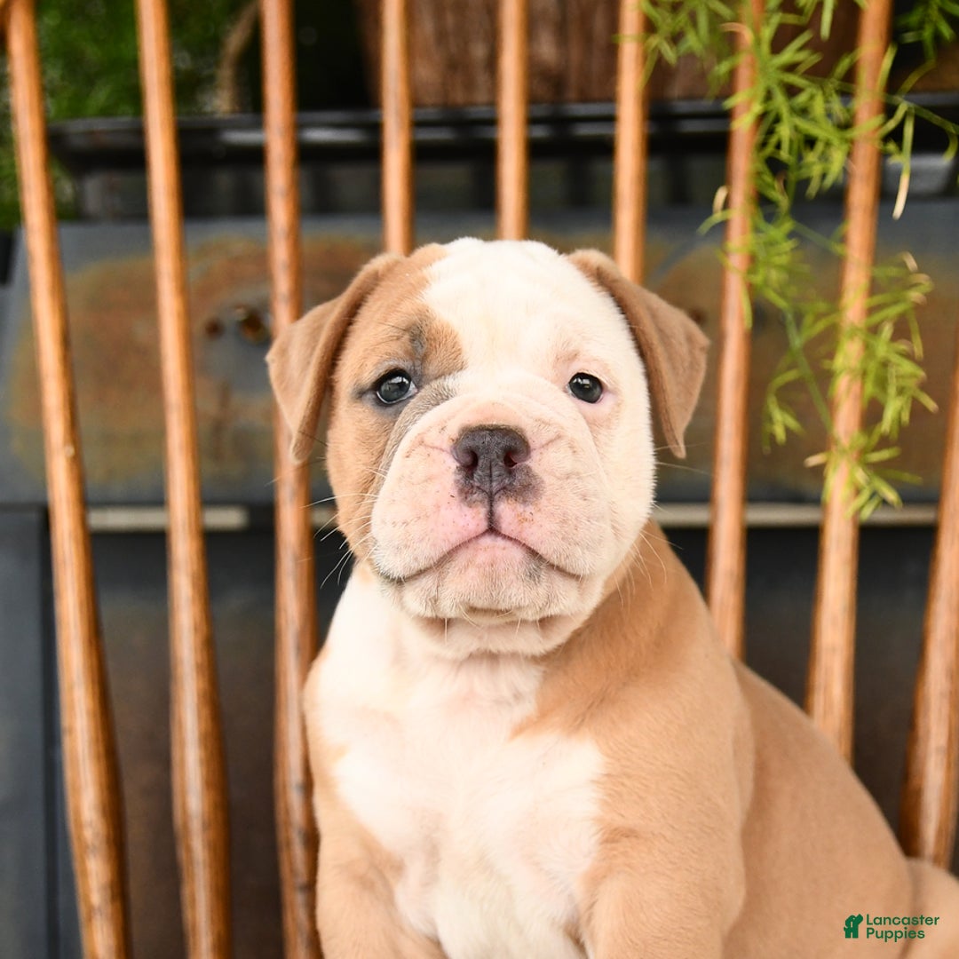 Olde English Bulldogge dogs for sale: Emma - Image 3