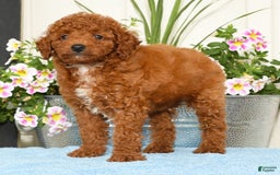 Miniature Poodle dogs for sale: Ranger - Image 6