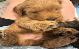 Mini Goldendoodle dogs for sale: Males Litter 2 - Image 39