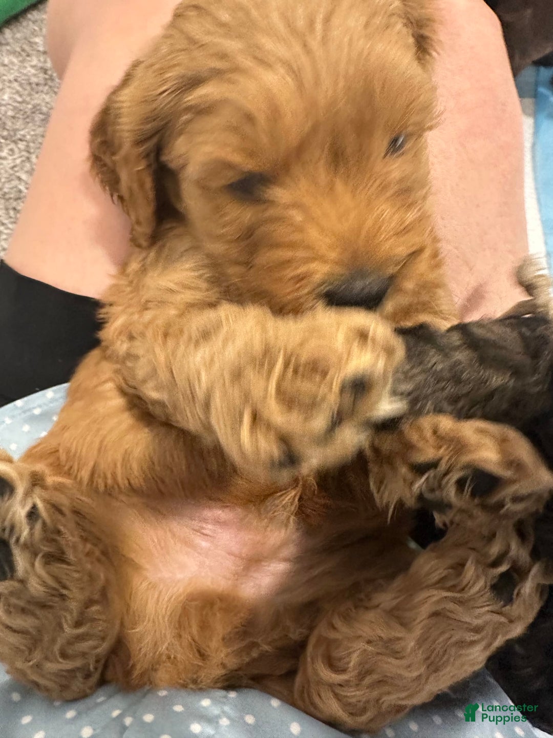 Mini Goldendoodle dogs for sale: Males Litter 2 - Image 39