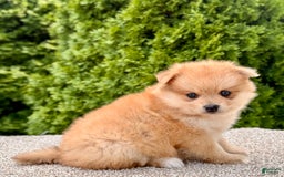 Pomeranian dogs for sale: Olive - Image 4