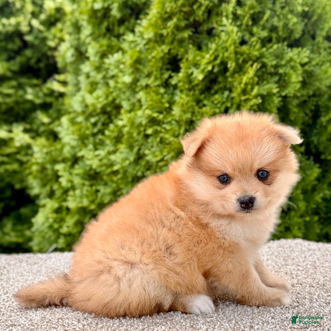Pomeranian dogs for sale: Olive - Image 4