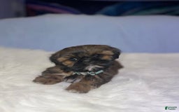Shih Tzu dogs for sale: Butterfly Blue - Image 7