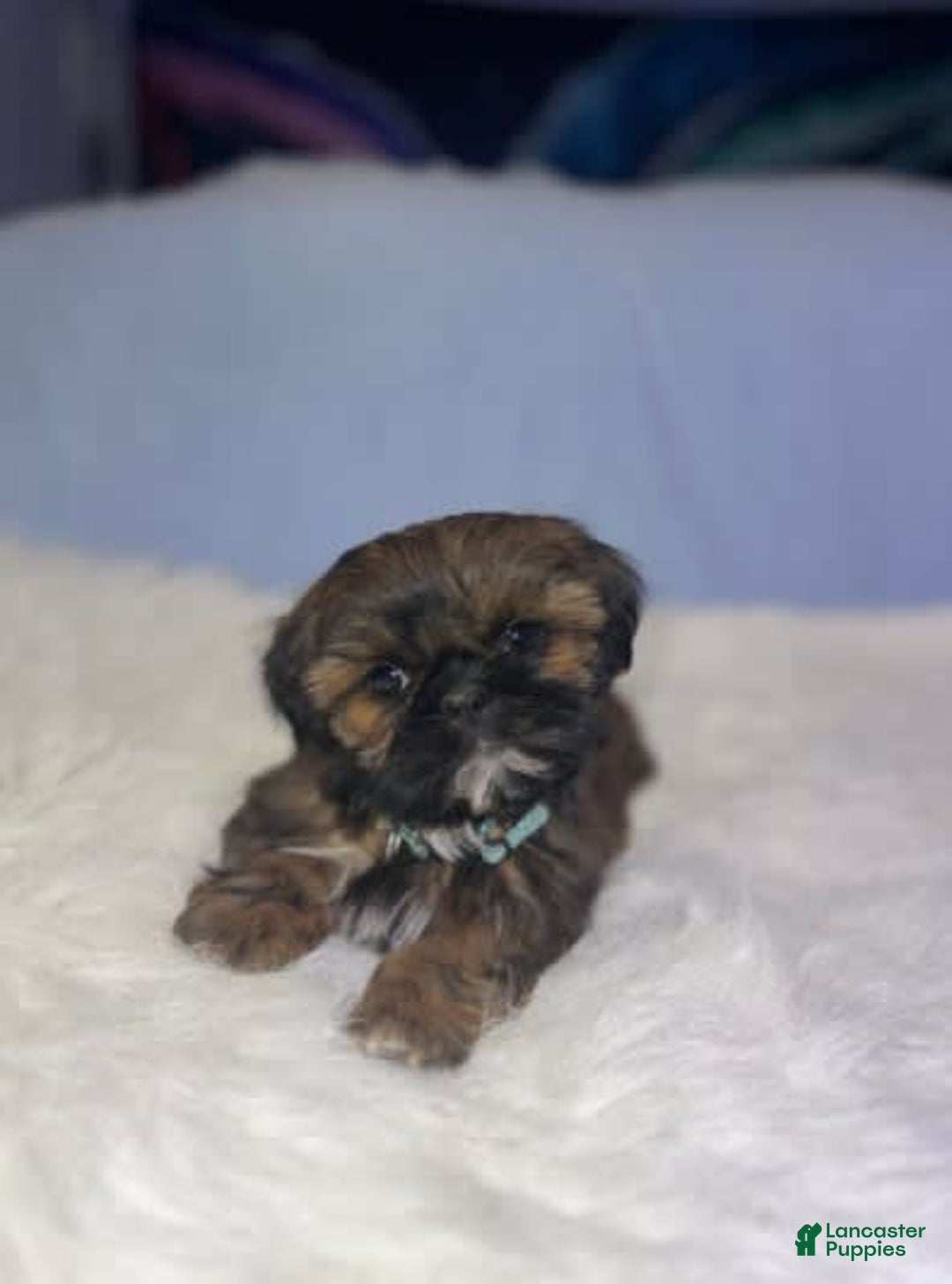 Shih Tzu dogs for sale: Butterfly Blue - Image 7