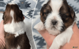 Shih Tzu dogs for sale: Bre - Image 1