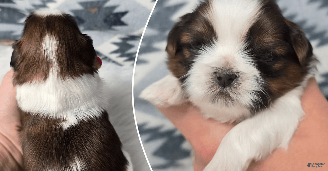 Shih Tzu dogs for sale: Bre - Image 1