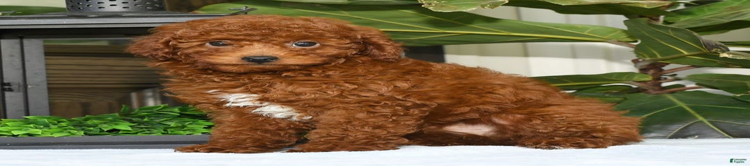 Sam