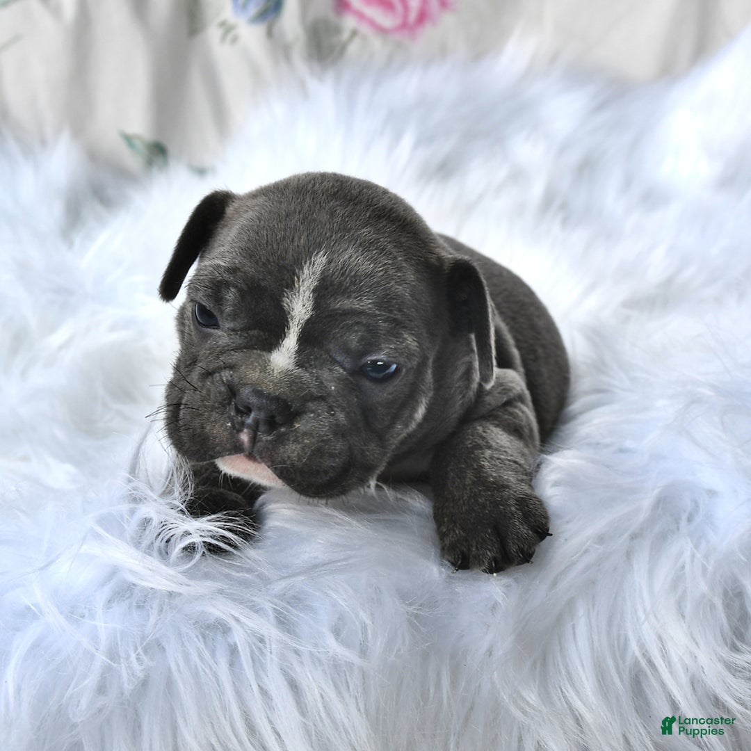 Frenchton dogs for sale: Ranger - Image 3