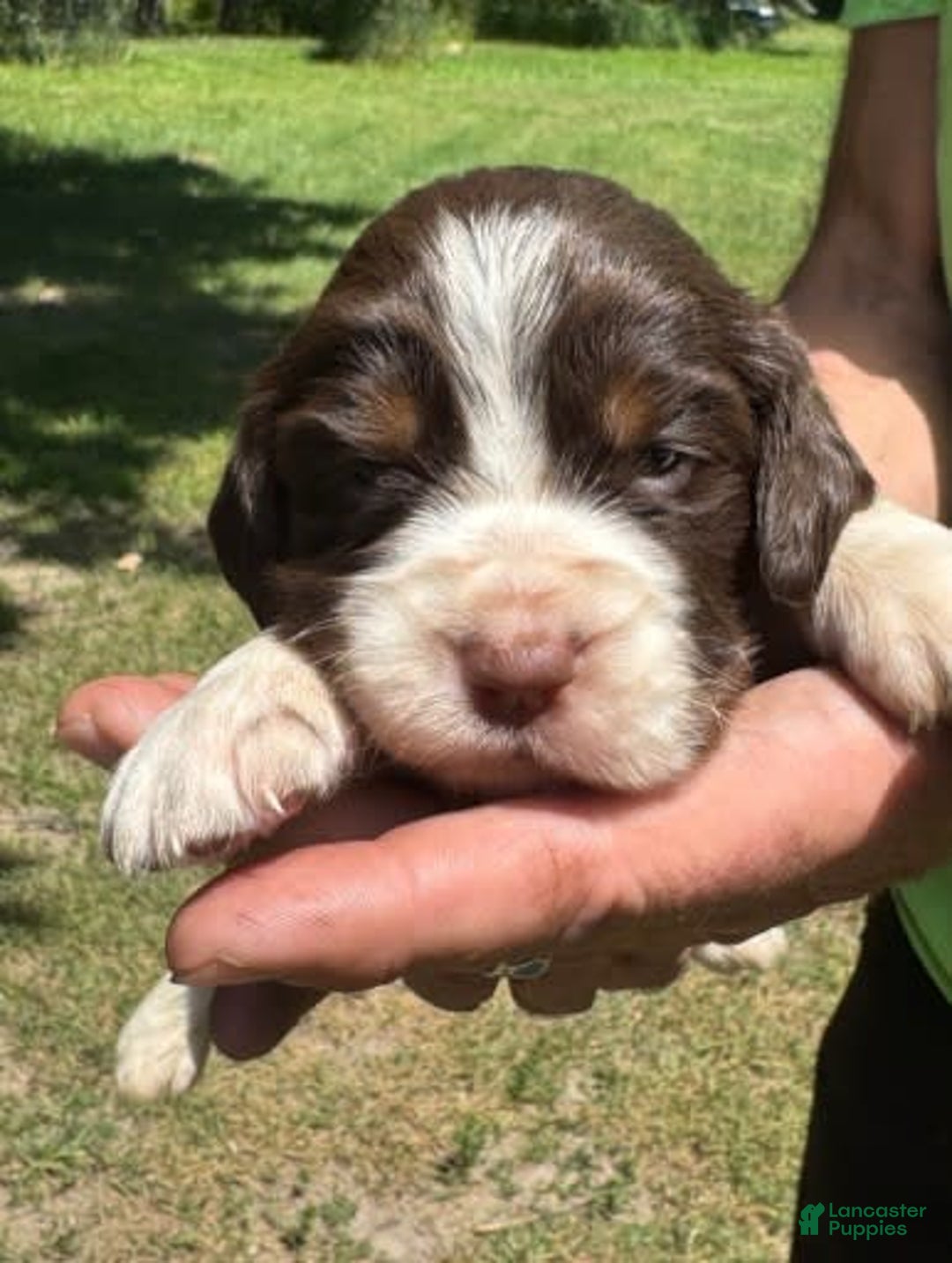 English Springer Spaniel dogs for sale: Female 2 - Image 3