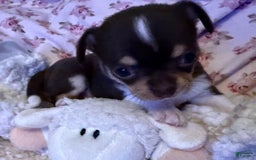 Chihuahua dogs for sale: Fancy Stance - Image 3