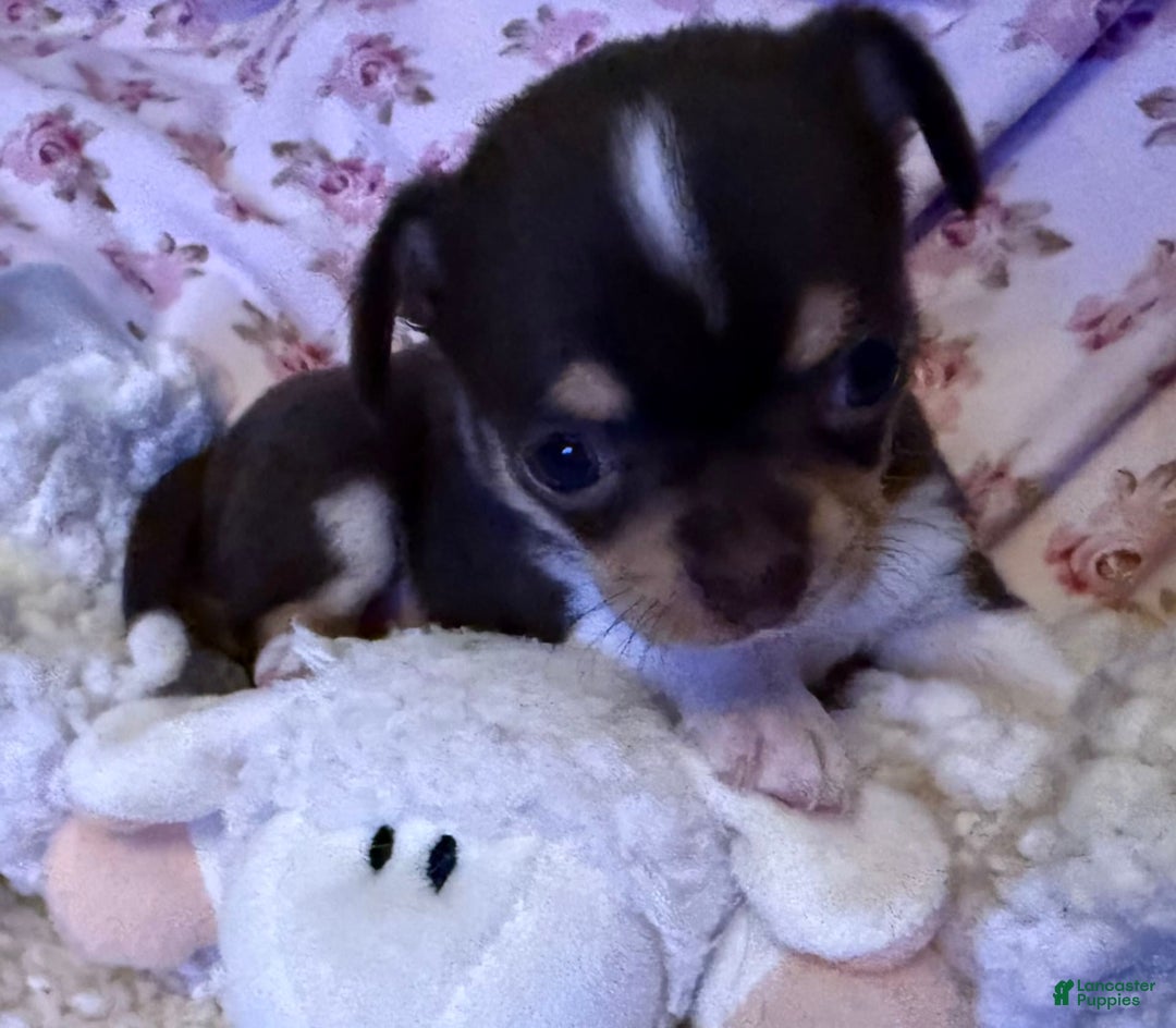 Chihuahua dogs for sale: Fancy Stance - Image 3