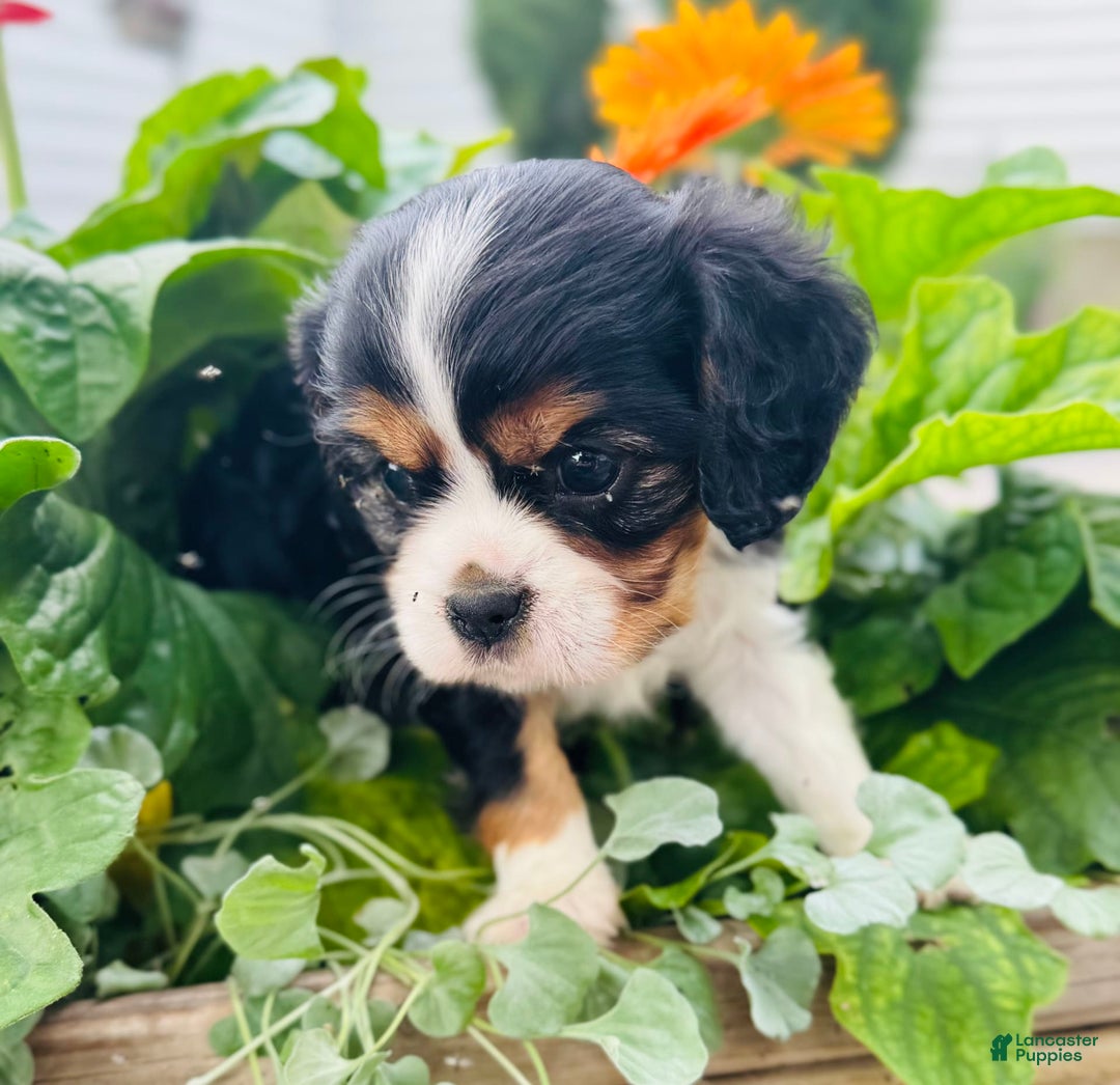 Cavalier King Charles Spaniel dogs for sale: Ray - Image 1