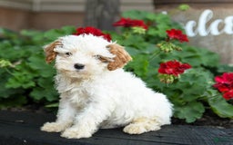 Cavapoo dogs for sale: Smores - Image 3