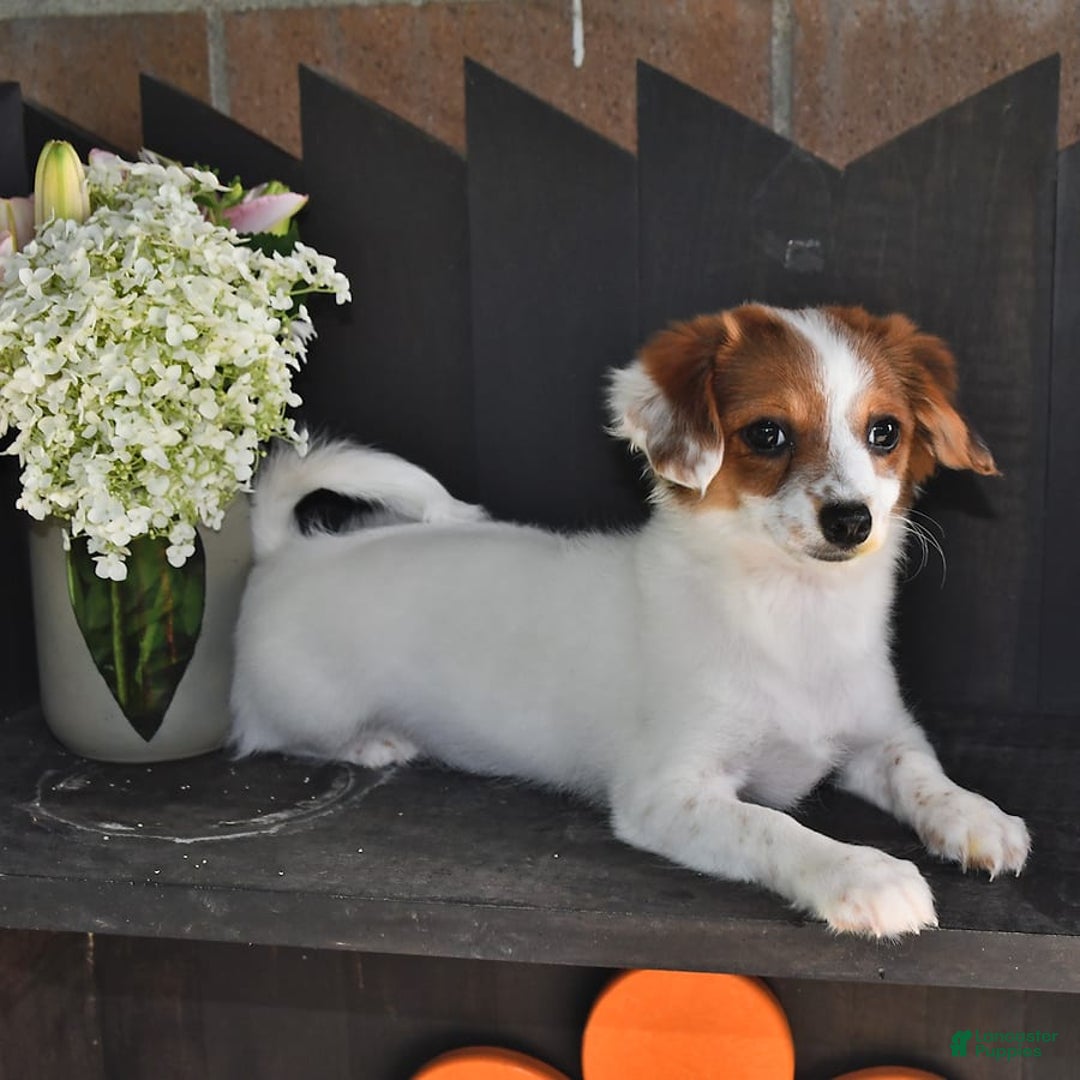 Havanese dogs for sale: Bessy - Image 20