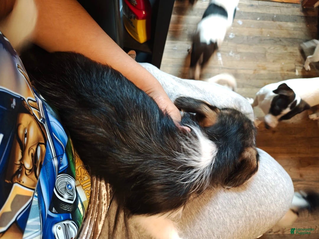 Jack Russell Terrier dogs for sale: Girl Black - Image 7