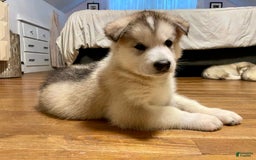Alaskan Malamute dogs for sale: Tacoma - Image 3