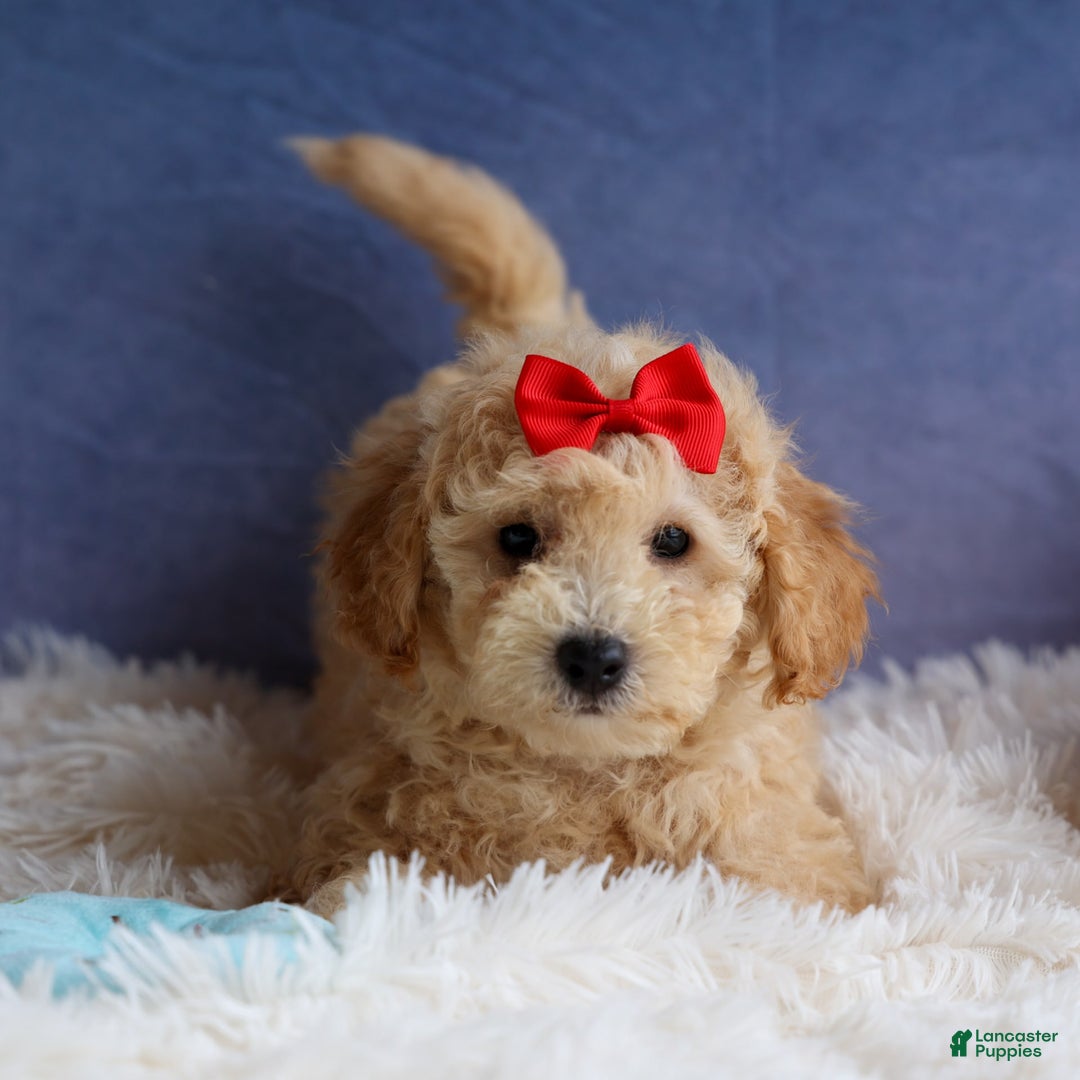 Bichpoo dogs for sale: Tyson - Image 24