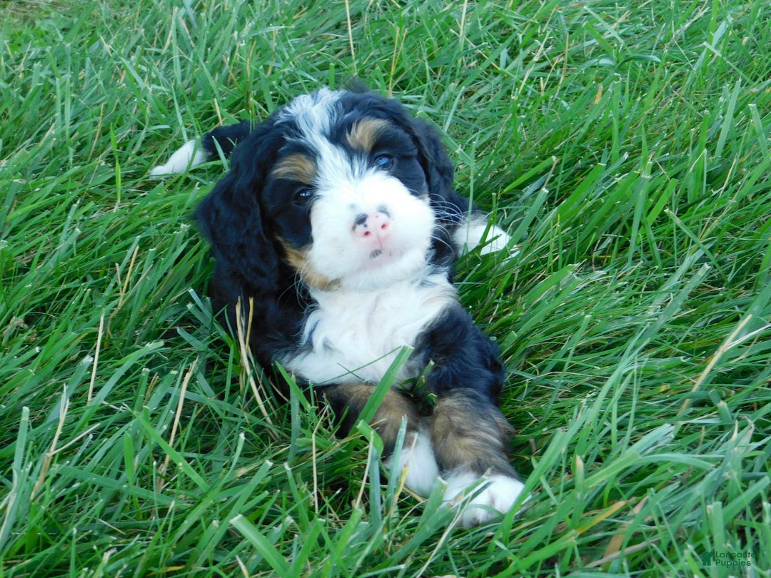 Mini Bernedoodle dogs for sale: Katie - Image 4