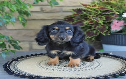 Miniature Dachshund dogs for sale: Liam - Image 5