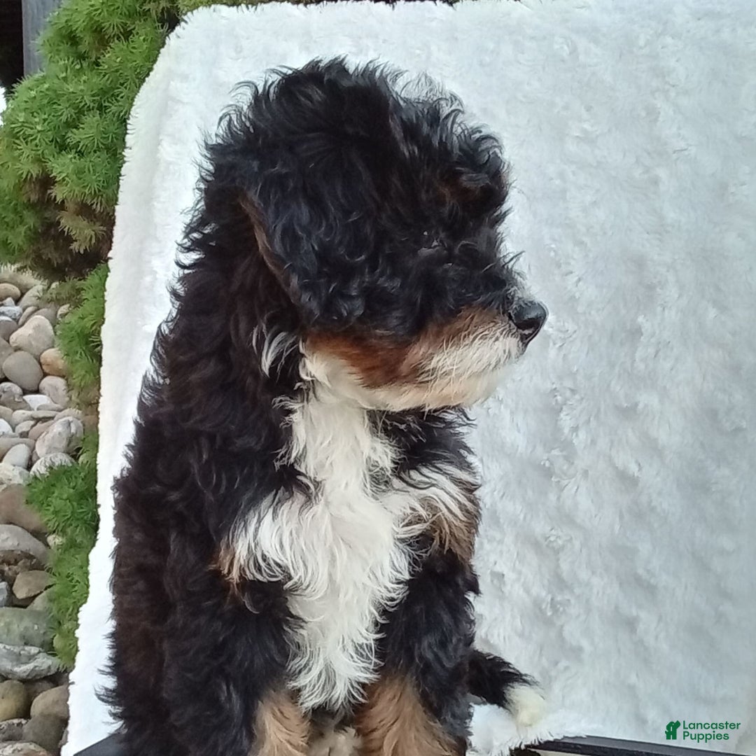 Mini Bernedoodle dogs for sale: Oakley - Image 24