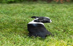 Boston Terrier dogs for sale: Tabi - Image 2