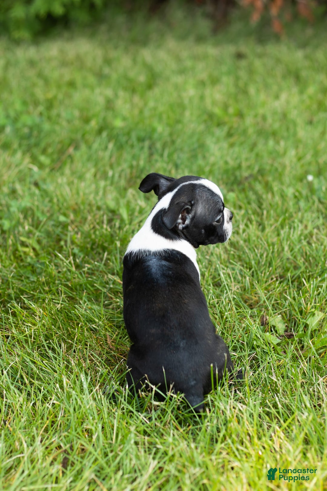 Boston Terrier dogs for sale: Tabi - Image 2
