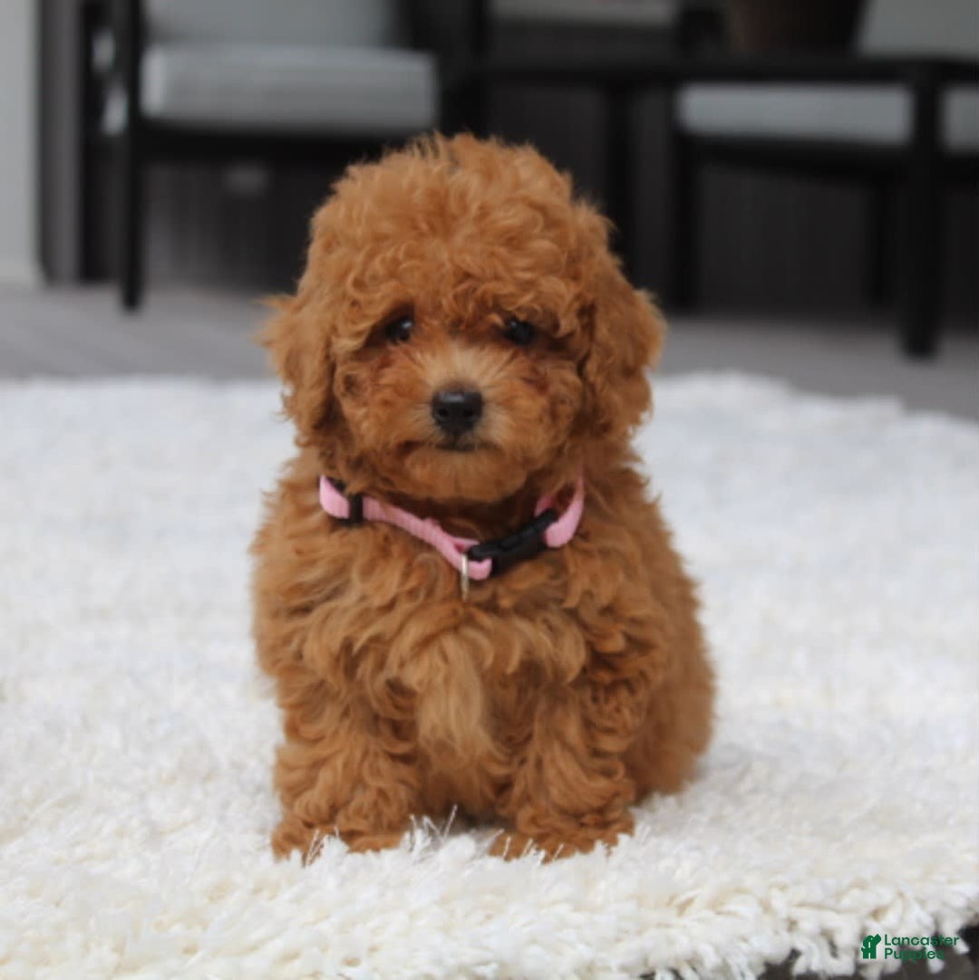 Miniature Poodle dogs for sale: Nala - Image 6