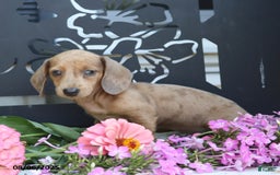 Miniature Dachshund dogs for sale: Lacey - Image 2