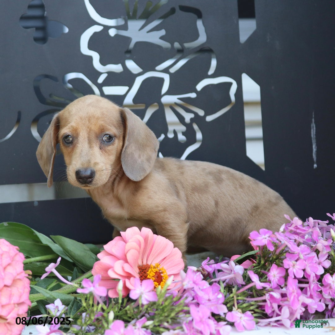 Miniature Dachshund dogs for sale: Lacey - Image 2
