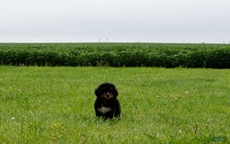 Bernedoodle dogs for sale: Sage - Image 4