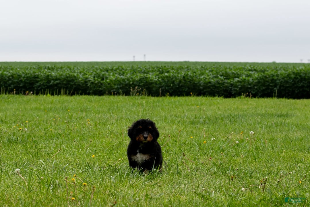 Bernedoodle dogs for sale: Sage - Image 4
