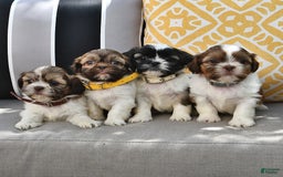 Shih Tzu dogs for sale: Bogart - Image 5