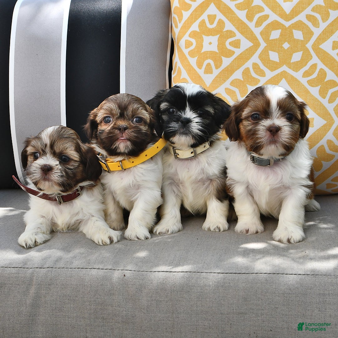Shih Tzu dogs for sale: Bogart - Image 5