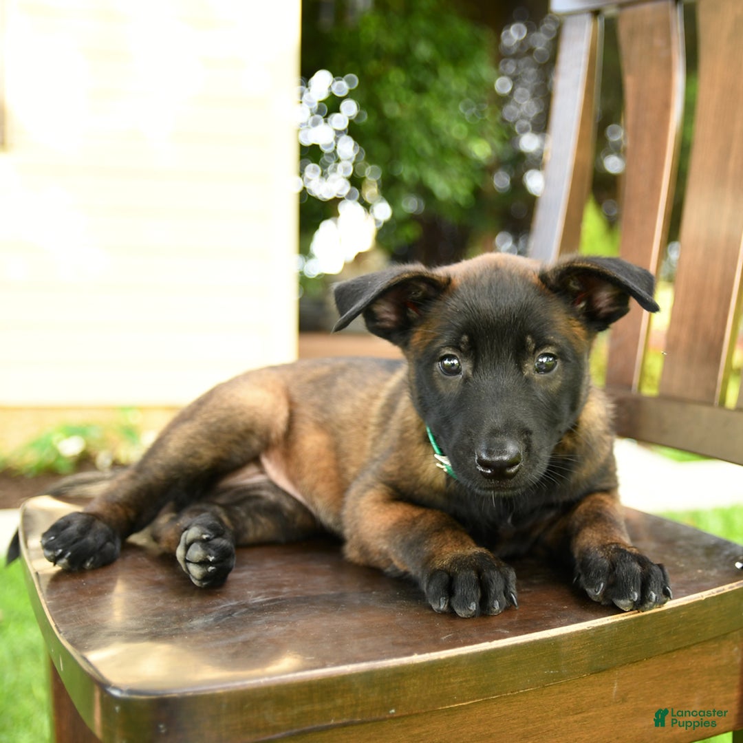Belgian Malinois dogs for sale: Asia - Image 5