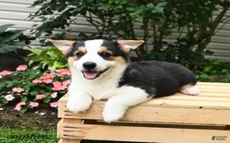 Welsh Corgi Pembroke dogs for sale: Casper - Image 2