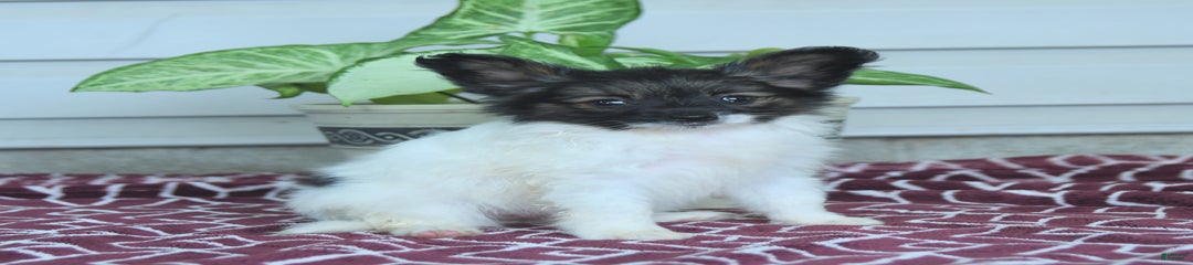 Mia