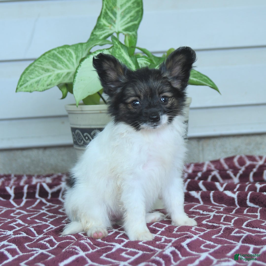 Papillon dogs for sale: Mia - Image 6